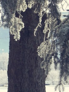 frosty tree