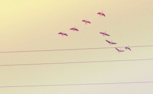 canada geese-adjusted