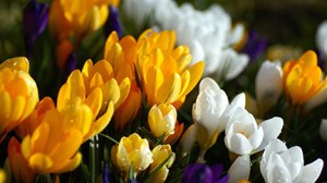 crocuses