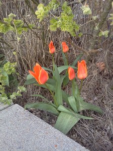 orange tulips