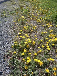 Dandelion, from French dent-de-lion, meaning "lion's tooth"