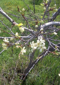 Italian plum blossoms