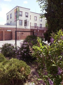 Late-blooming 'Miss Kim' lilacs herald the start of the end of the lilac season in Merritt.
