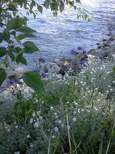 Alice's secret garden along the Nicola River is blooming. It remains a reminder of her love of gardening & her gift to Merritt.