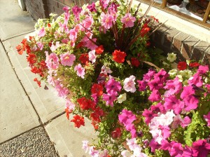 Flower boxes at Black's