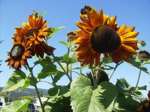 sunflowers