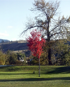 fall maple tree
