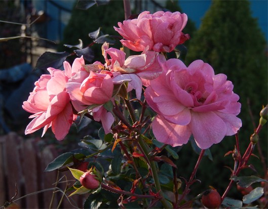 Pre-deep freeze November rose!