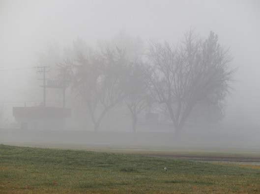 Lone autumn dandelion