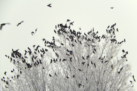 Merritt Morning Market