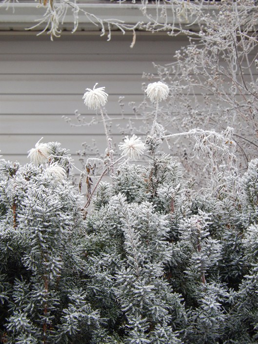 hoar frost hedge