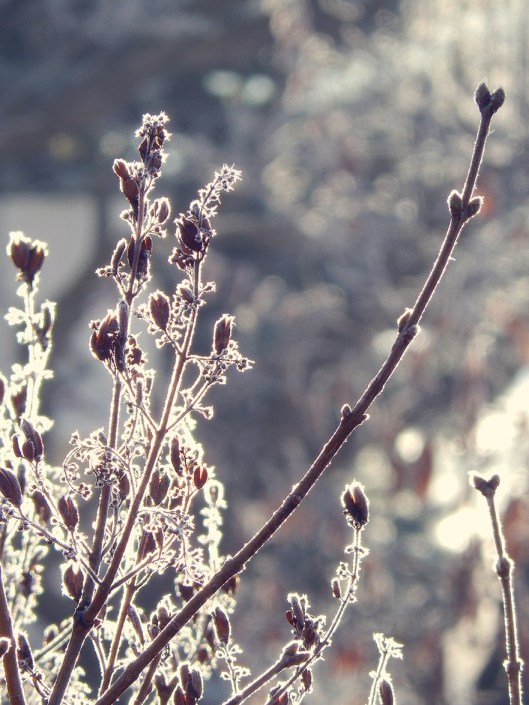 lilacs in winter