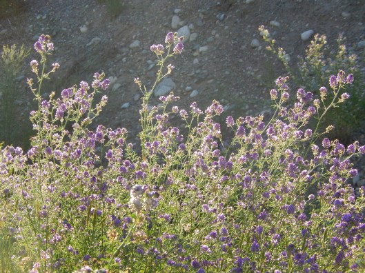 Evening sun on early alfalfa