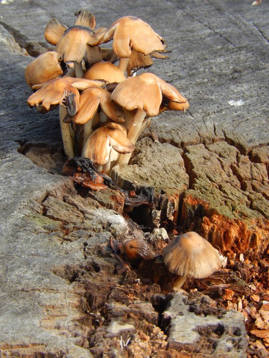 Mushrooms popped up in unexpected places, last week after the rains