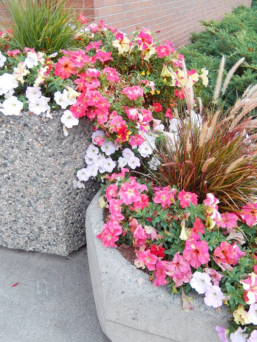 Downtown flowers still beautiful!