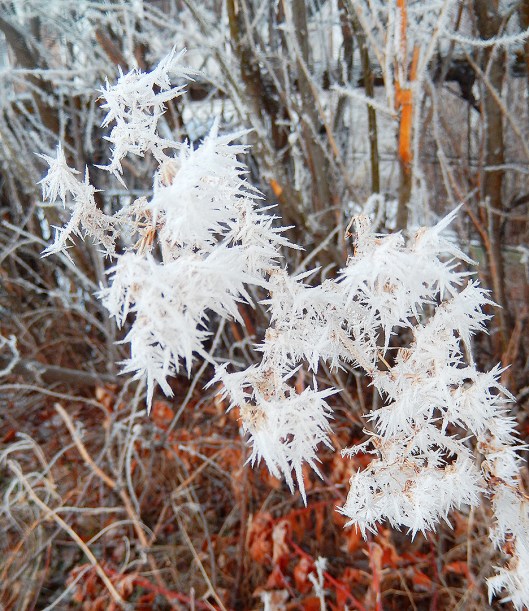Big fat crystals clung to every branch in the valley, after last weekend's frozen fog. 