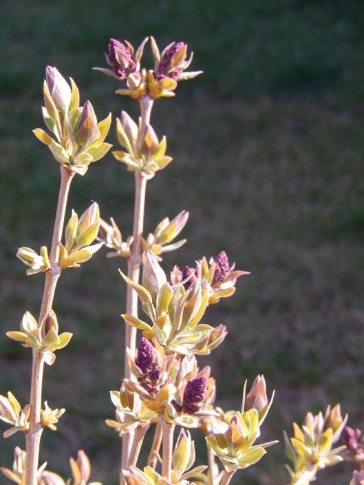 April lilac buds