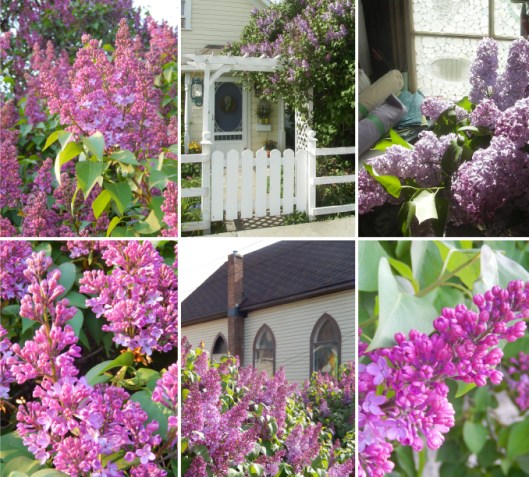 Check out the Lilac Conspiracy window display at the corner of Garcia & Granite, or lilacconspiracy.wordpress.com    Working toward lilac awareness in the Nicola Valley. 