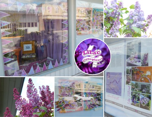 Lilac Conspiracy window dressing at the corner of Garcia & Granite. This is one of the best lilac years EVER!!