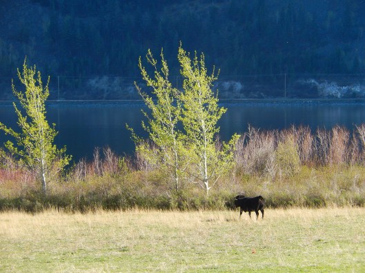 Grazing in the spring late afternoon sun.