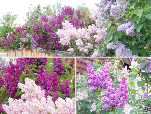 The Merritt Lilac Project began in 2005 with Bill Vander Zalm donating well-started 4'-5' lilac trees to the citizens of Merritt. Since that time, more than 5,000 lilacs have been planted in our community, thanks to his generosity. With this gift, the variety of lilac trees is greatly enhanced, extending the blooming season by at least 2 weeks. Those trees are now 'taking off', and by far this year has seen them more plush & robust than ever before! Thanks again, BVZ.
