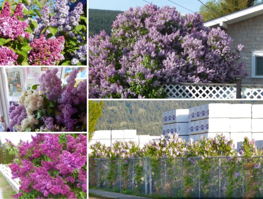 After more than a solid week of lilacs in full fabulous bloom, they are beginning to fade. But there are varieties still to come! No wonder houses are selling like hotcakes in Merritt — it's lilac season! (This may or may not be the last lilac collage of the year...can't promise either way. KL)