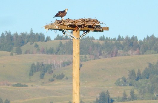 This time of year, juvenile ospreys are often seen soaring the skies above town.