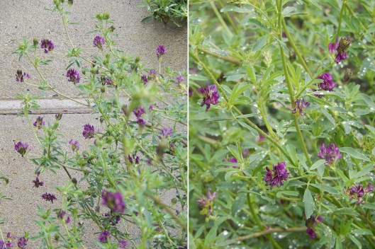 Alfalfa in full bloom has fresh colour & is a favourite for bees and butterflies.
