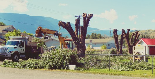 Fairley non-shaded park, if you ask me! Just as the heat sets in, the shade trees at Fairley Park got the 'full shave'.