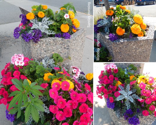 Pot in the flower pots at Granite & Garcia. These ‘volunteers’ didn’t last long after this photo was taken Sunday evening. Monday morning, only little divets where the roots were pulled up…
