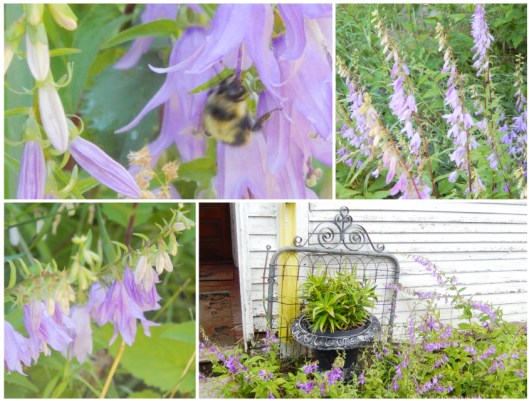 Perennial purple bell flowers in full swing - early like everything this growing season.