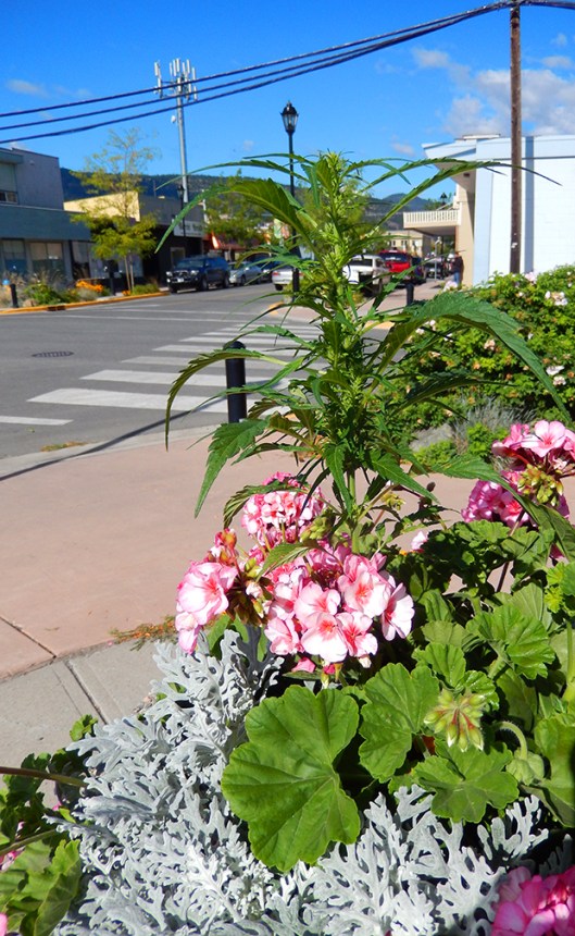 City flower pots thriving in this late summer weather!