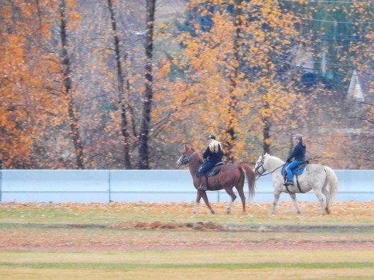 These park riders are a rare sight in Merritt, now. Only a few years ago, horses & riders were  routinely seen out & about. Beautiful reminder of the heritage of the place!