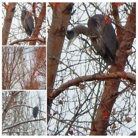 This heron — can any birdwatchers confirm the type? — found his new favourite perch over the weekend... in a tree overlooking the Coldwater River.