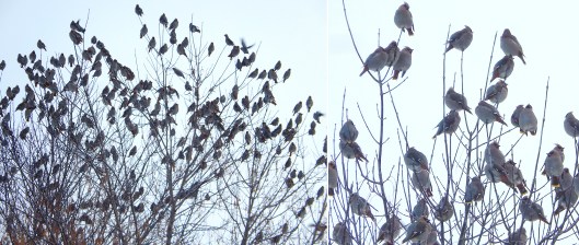 Flocking together. These cedar waxwings were coping with the -20°C temps this week. The Nicola Naturalist Society will run the annual Merritt Christmas Bird Count on Sunday December 18. This is a great way to learn birds and contribute to the world’s largest and longest-running wildlife survey, run by the Audubon Society and Bird Studies Canada. FMI 378-2468 or www.nicolanaturalists.ca