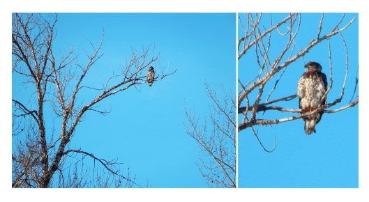 Eagle eye. There is an abundance of birds & wildlife this winter. No doubt omens of good luck.