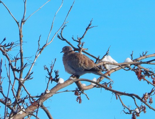mourning dove